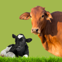 Copy of Untitled (400 x 400 px) (80 x 80 px) (200 x 200 px) (1)